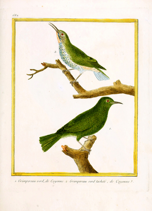 Green Treecreeper and Spotted Green Treecreeper from Cayenne (print)