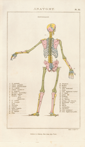 Color-coded Human Skeleton – Posterior View, 1813 (engraving)