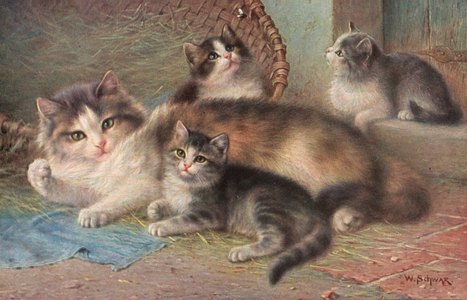 Cat postcard (colour litho)