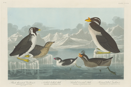 Black-throated Guillemot, Nobbed-billed Auk, Curled-Crested Auk and Horned-billed Guillemot
1838 (coloured engraving)