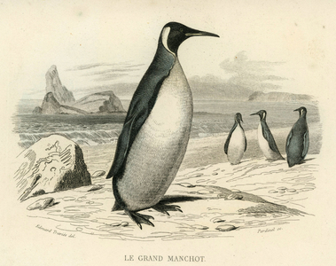 Le grand penguin Aquarellee Steel engraving signed Edouard Travies Towards 1850