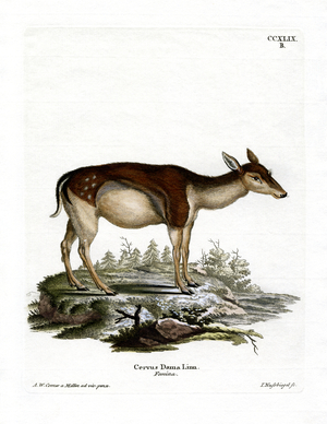 Fallow Deer (coloured engraving)