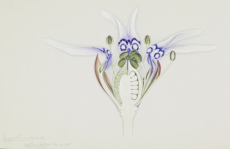 Nigella sp.
