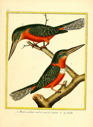 Green and Rufous Kingfisher and Female from Cayenne (print)