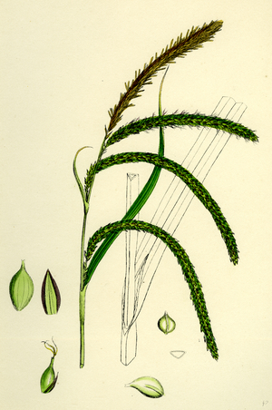 Carex Pendula Great Pendulous Sedge