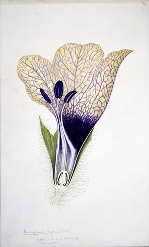 Hyoscyamus niger
