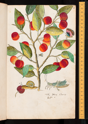 Tradescant's Orchard, The May Cherry, c.1611-1620 (watercolour)