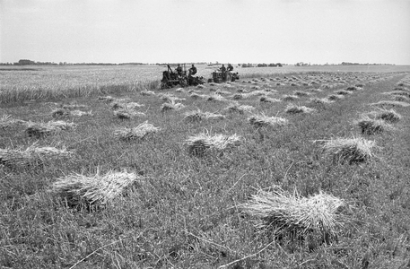 Under Communist rule in Hungary, most farms wereturned into huge agricultural cooperatives ..., 1956 (photo)