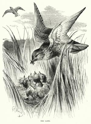 The Lark (engraving)