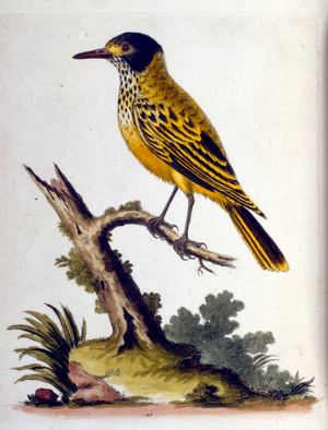 Watercolour illustration from a book of rare birds by G Edwards 1750. George Edwards (1694-1773) was a British naturalist and ornithologist. He travelled extensively through Europe, studying natural history and birds in particular. He gained some recognition for his coloured drawings, and published his first work in 1743-the first volume of A Natural History of Uncommon Birds.