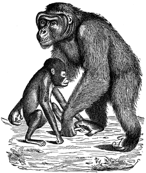 Orang-Utan: Female with young