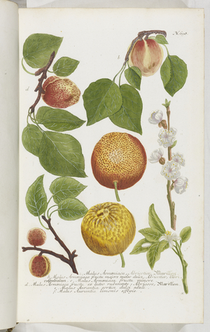 Malus Armeniaca, 1737 (engraving)