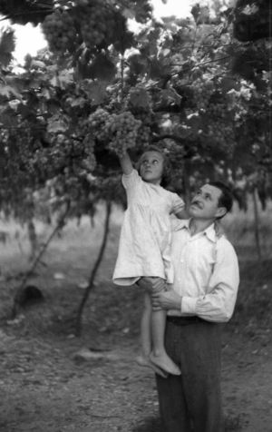 BITTER GRAPES - THE HEIGHT OF THE PERGOLA, 1954 (photo)