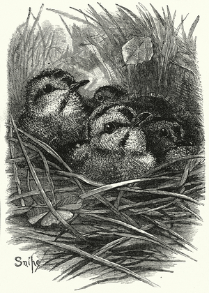 The Snipe Family at Home (engraving)