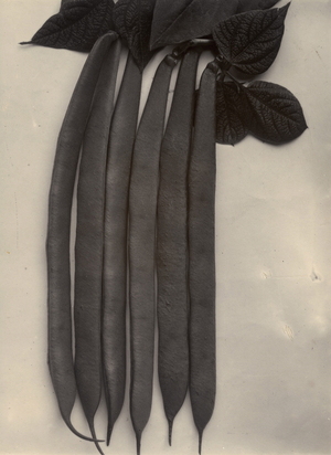 Beans, c.1895-1910 (gold-toned gelatin silver print)