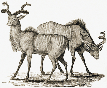The cuddouss,1892 (engraving)