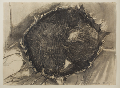 Sunflower Head, 1958 (charcoal  on paper)