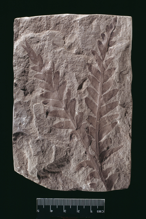Dicroidium sp. (photo)