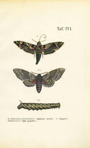 Exotic and native hawk moths, 1850 (lithography)