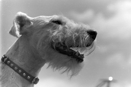Vacation by car and with the dog, Germany 1930s (b/w photo)