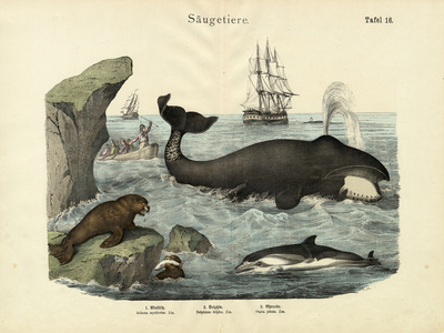 Mammals, c.1860 (colour litho)