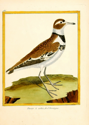 Collared Plover from St. Domingo (print)