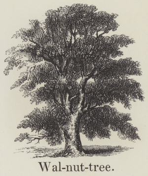 Walnut tree (engraving)