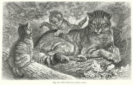 The Wild Cat (Felis Catus) (engraving)