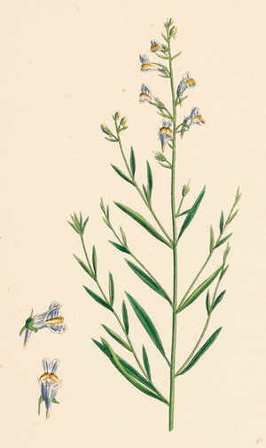Linaria Vulgari Repens Hybrid Between Yellow and Striped Toadflax