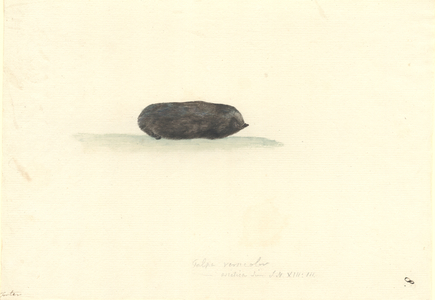 Mole, genus Talpinae, Ff. 8., made during Captain Cook's second voyage of discovery, 1772-75 (w/c on paper)