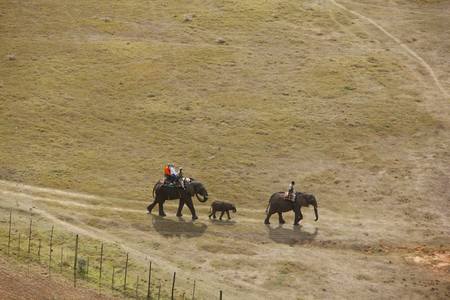 Tourists on Elephant back safari (photo)