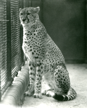 A Cheetah sitting in its enclosure at London Zoo, October 1924 (b/w photo)