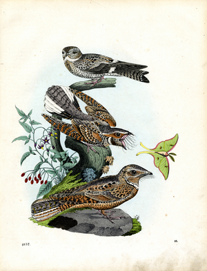 European Nightjars and Indian Moon Moth (engraving)