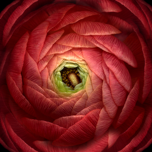 Ruby Red Ranunculus Closeup (photo)