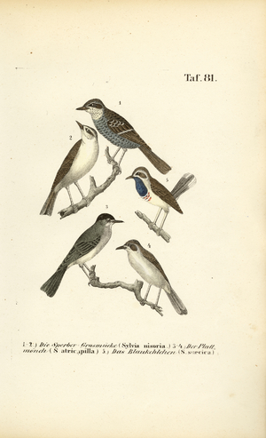 Barred Warbler, Eurasian Blackcap and Bluethroat, 1850 (lithography)