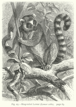 Ring-Tailed Lemur (Lemur Catta) (engraving)