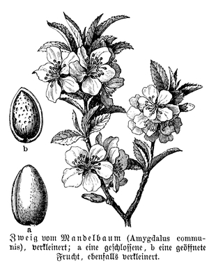 Almond