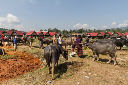 People and water buffaloes at the Bolu livestock market (photo)