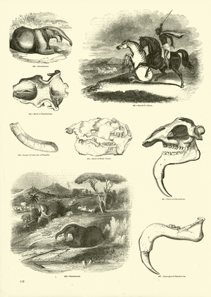 Page from The Pictorial Museum of Animated Nature (engraving)
