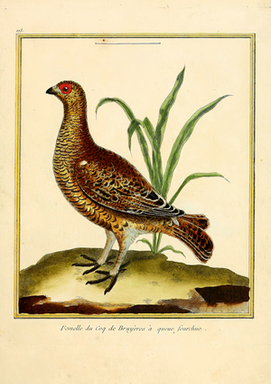 Female Black Grouse (print)