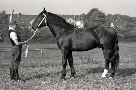 15 10 1954 Moritzburg district Dresden GDR heavy warmblood stallion Felup, 1954 (photo)