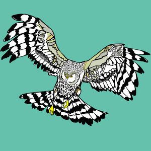 Hettie Hen Harrier, 2014 (pen and ink, digitally coloured)