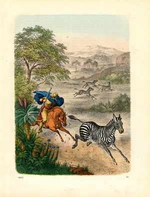 Zebra Hunt in the African Savanna (hand-coloured litho)