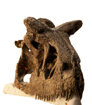 At the Museo Argentino de Ciencias Naturales in Buenos Aires the original skull of the Carnotaurus.