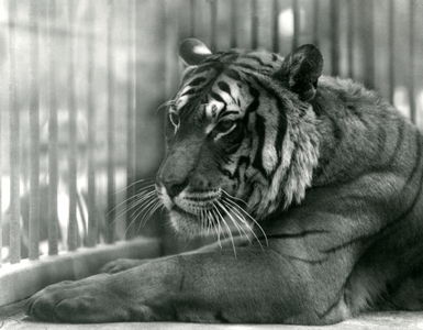 Tiger 'Sam' at London Zoo,1925 (b/w photo)