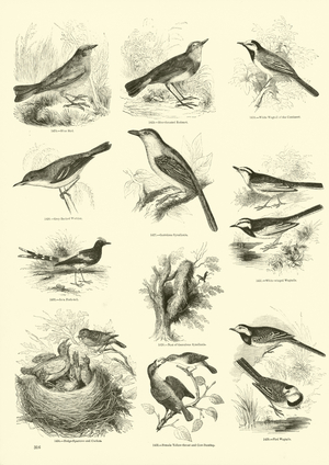 Page from The Pictorial Museum of Animated Nature (engraving)