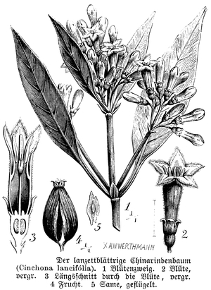 chinchona with blossom and fruit