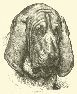 Bloodhound (engraving)