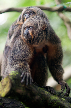 Siamang (Symphalangus syndactylus), adult male on a tree, Singapore (photo)