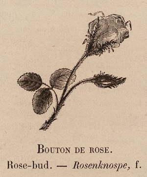 Le Vocabulaire Illustre: Bouton de rose; Rose-bud; Rosenknospe (engraving)